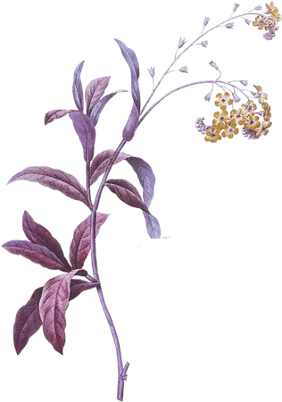 oranmen2.lavender herb flowers whitefloral border